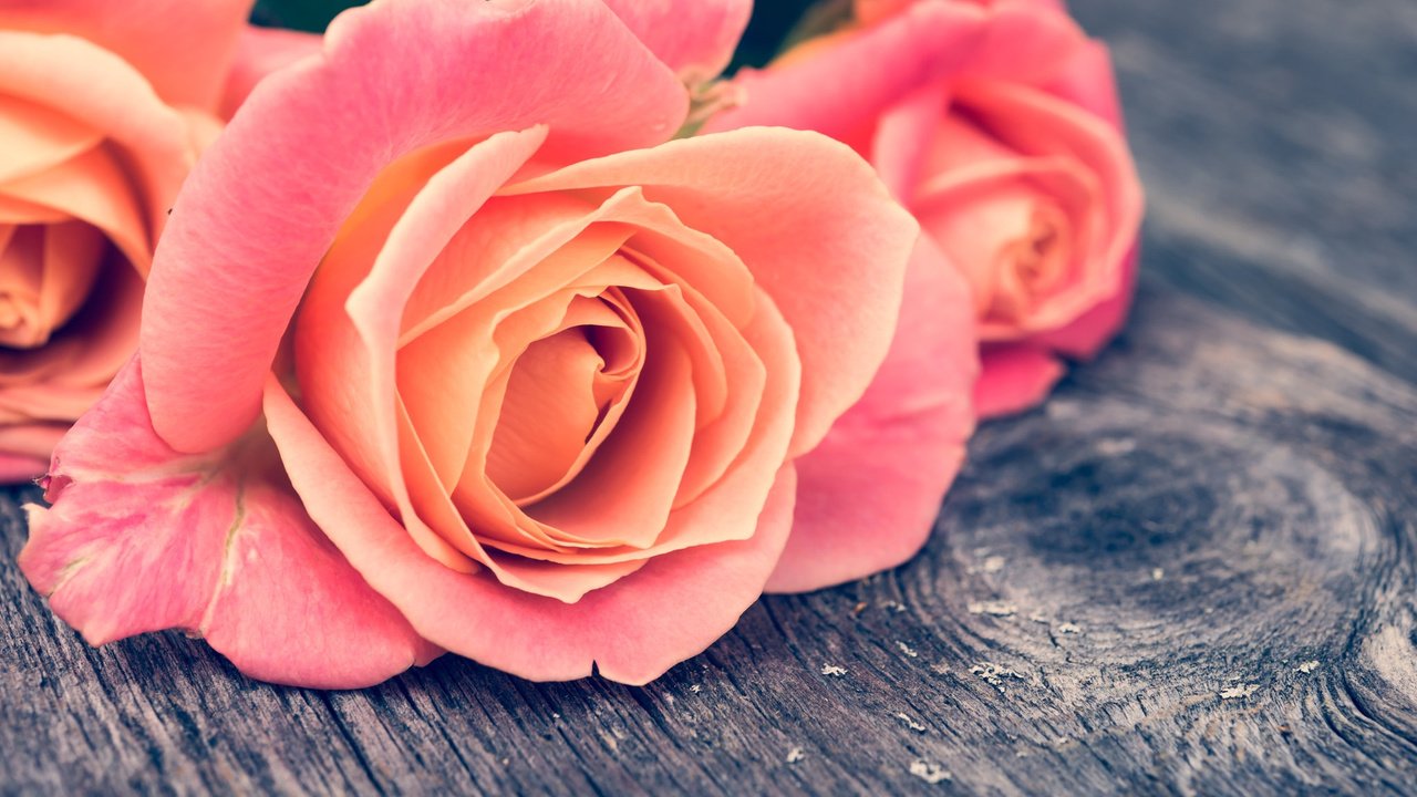 Обои цветы, макро, розы, лепестки, flowers, macro, roses, petals разрешение 2048x1367 Загрузить
