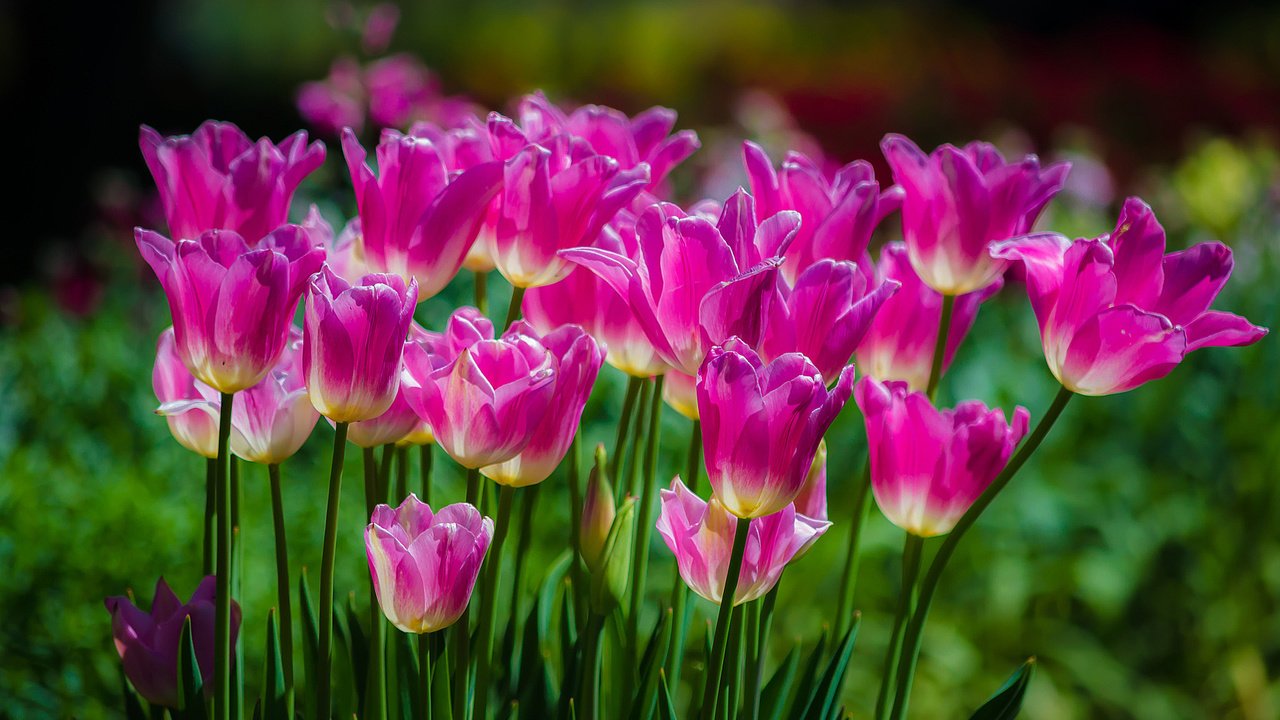 Обои цветы, весна, тюльпаны, розовые, flowers, spring, tulips, pink разрешение 2048x1356 Загрузить