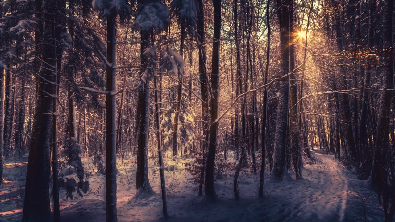 Обои деревья, снег, лес, зима, лучи солнца, trees, snow, forest, winter, the rays of the sun разрешение 2560x1600 Загрузить