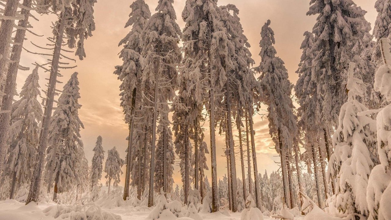 Обои деревья, снег, лес, зима, ели, trees, snow, forest, winter, ate разрешение 2048x1340 Загрузить