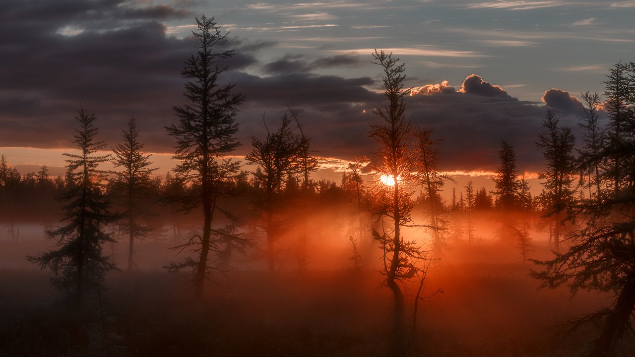 Обои деревья, восход, солнце, лучи, туман, зарево, сумрак, trees, sunrise, the sun, rays, fog, glow, twilight разрешение 1920x1280 Загрузить