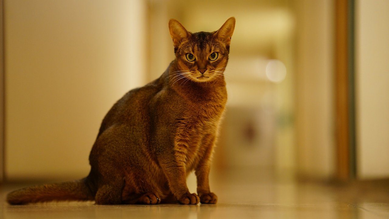 Обои фон, кошка, взгляд, животное, абиссинская, background, cat, look, animal, abyssinian разрешение 2555x1600 Загрузить