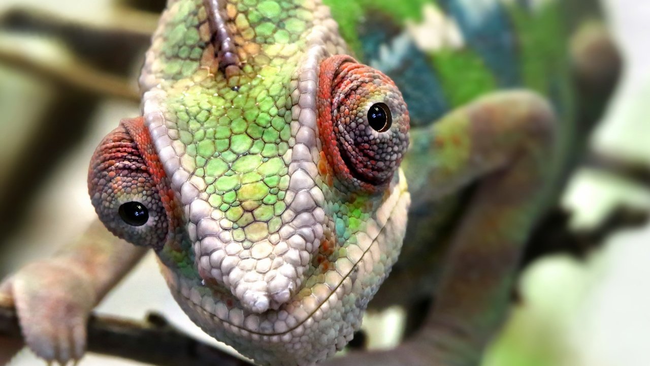 Обои глаза, макро, ящерица, животное, кожа, хамелеон, eyes, macro, lizard, animal, leather, chameleon разрешение 2048x1356 Загрузить