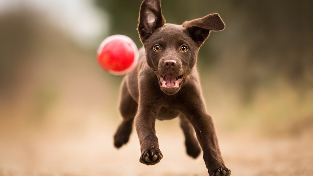 Обои лапы, лабрадор, взгляд, собака, щенок, игра, друг, мяч, бег, paws, labrador, look, dog, puppy, the game, each, the ball, running разрешение 2047x1278 Загрузить