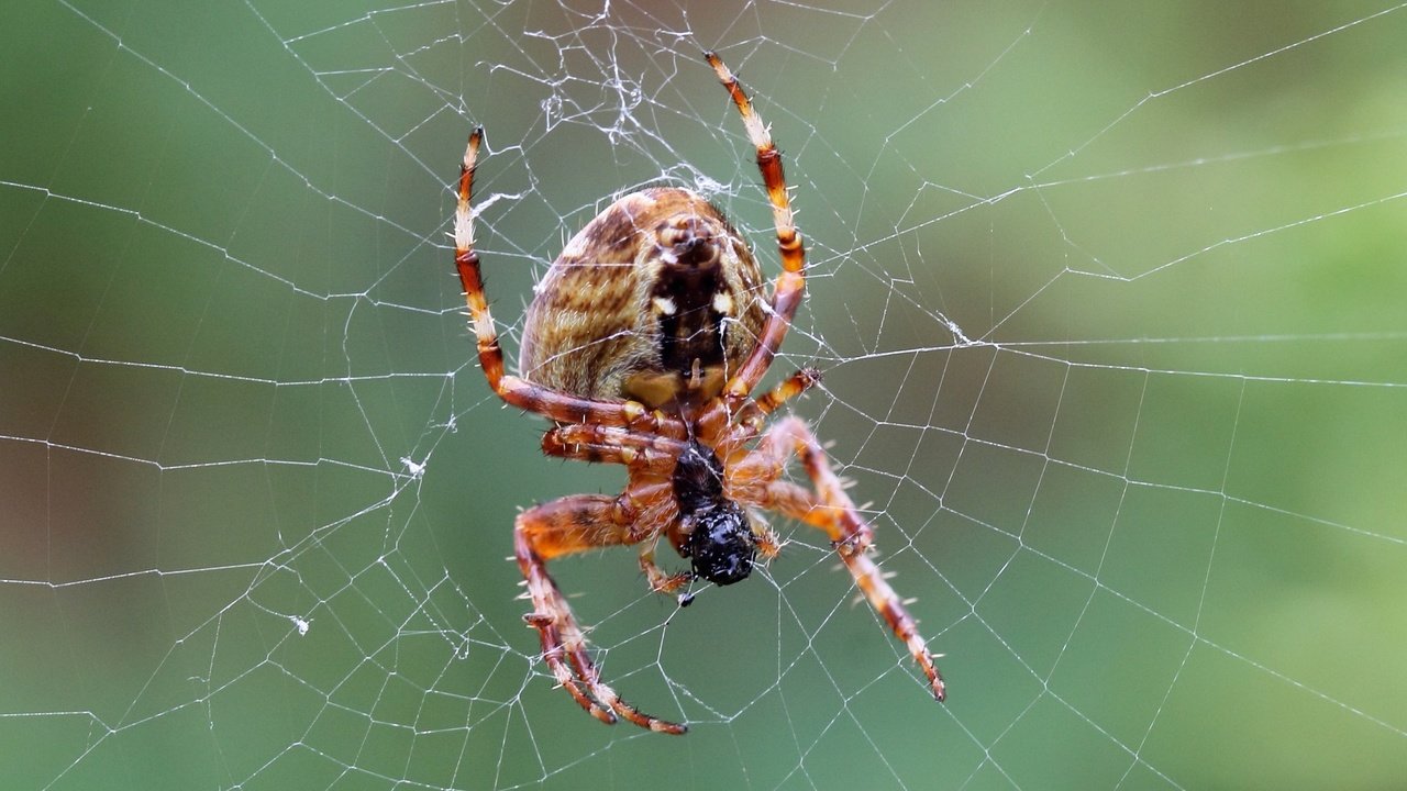 Обои макро, паук, паутина, лапки, macro, spider, web, legs разрешение 1920x1080 Загрузить