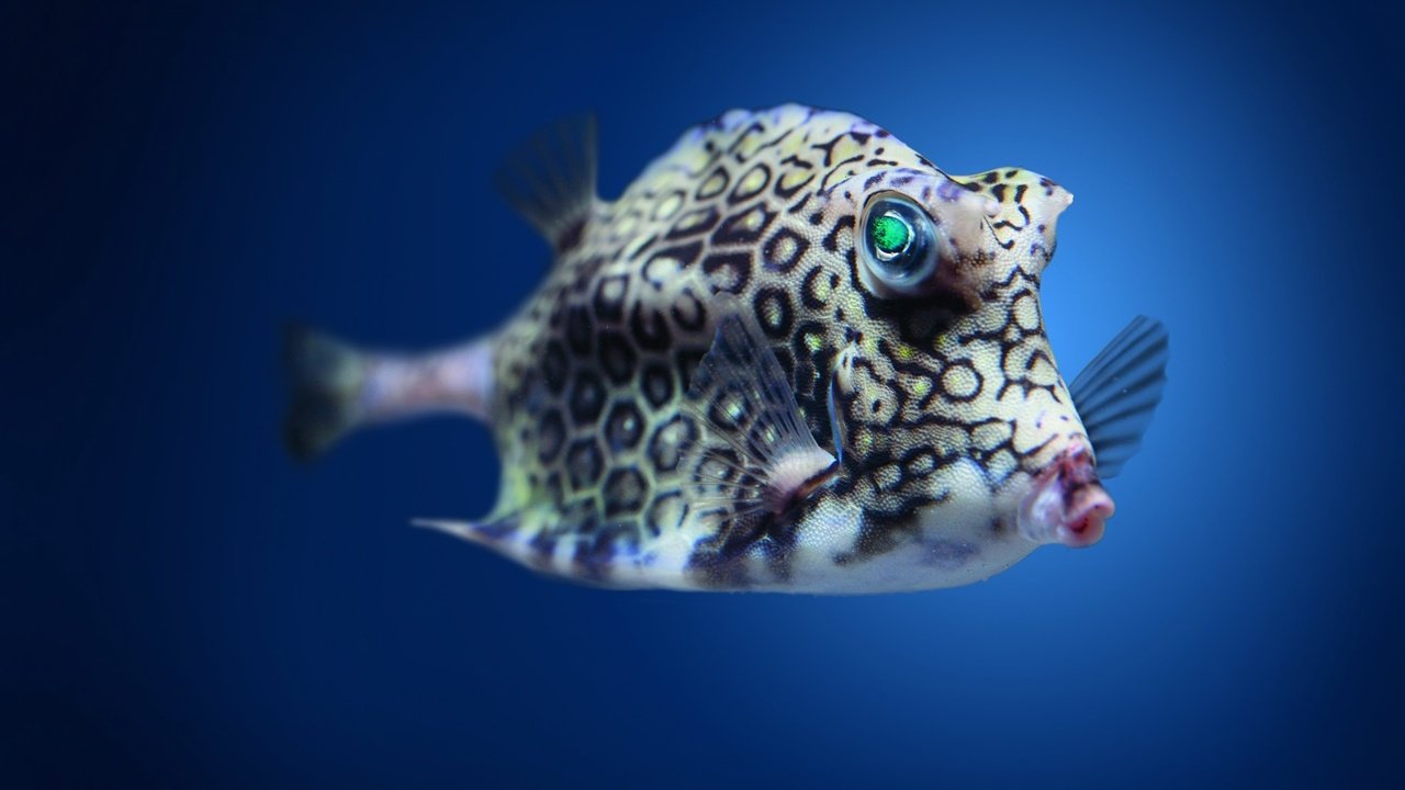 Обои пятна, плавники, рыба, подводный мир, spot, fins, fish, underwater world разрешение 2880x1800 Загрузить