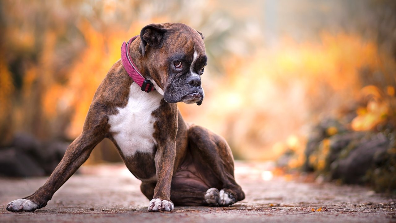 Обои природа, лапы, взгляд, собака, друг, ошейник, боксер, nature, paws, look, dog, each, collar, boxer разрешение 2048x1365 Загрузить