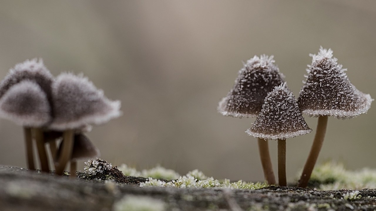 Обои природа, макро, иней, грибы, шляпки, nature, macro, frost, mushrooms, hats разрешение 2560x1440 Загрузить