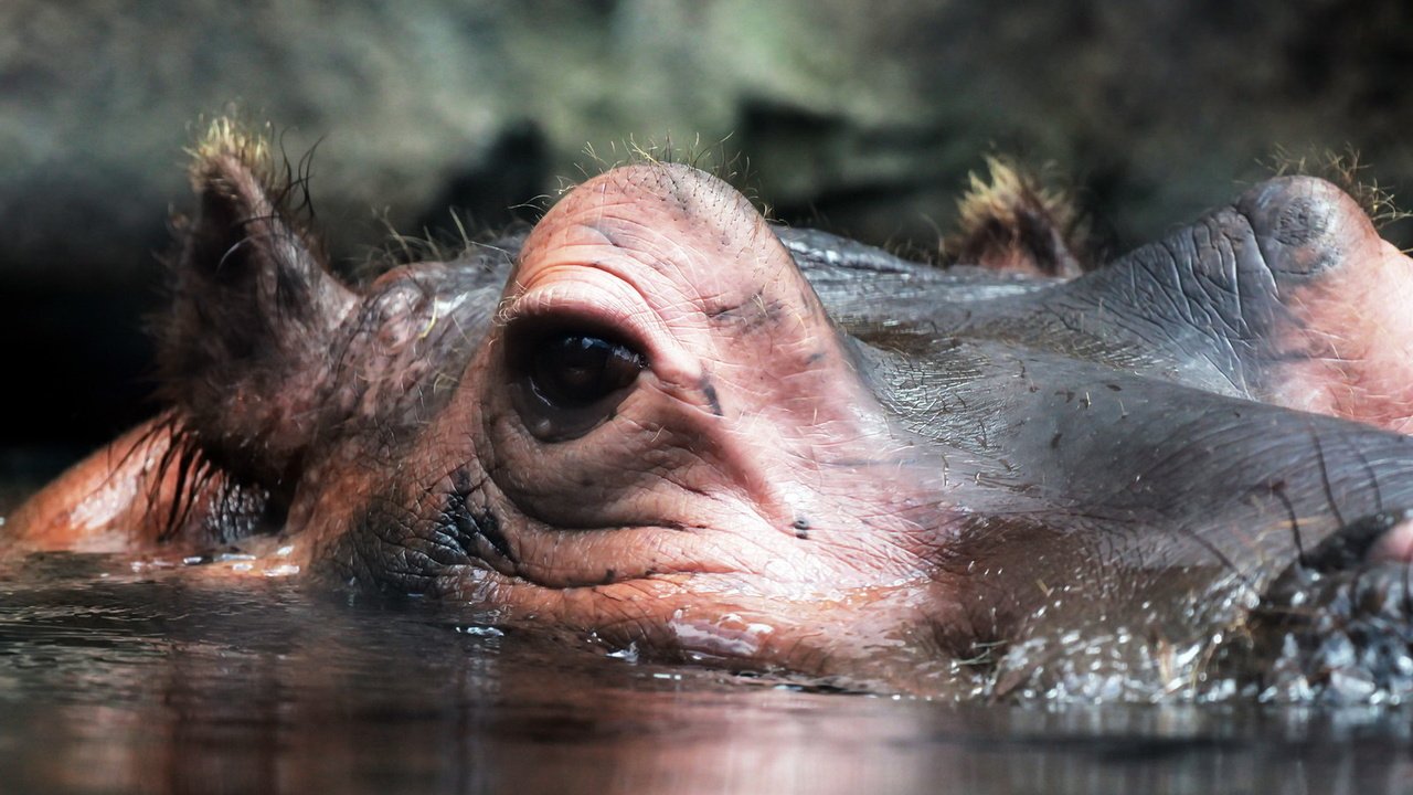 Обои природа, макро, взгляд, уши, бегемот, гиппопотам, nature, macro, look, ears, hippo разрешение 1920x1279 Загрузить