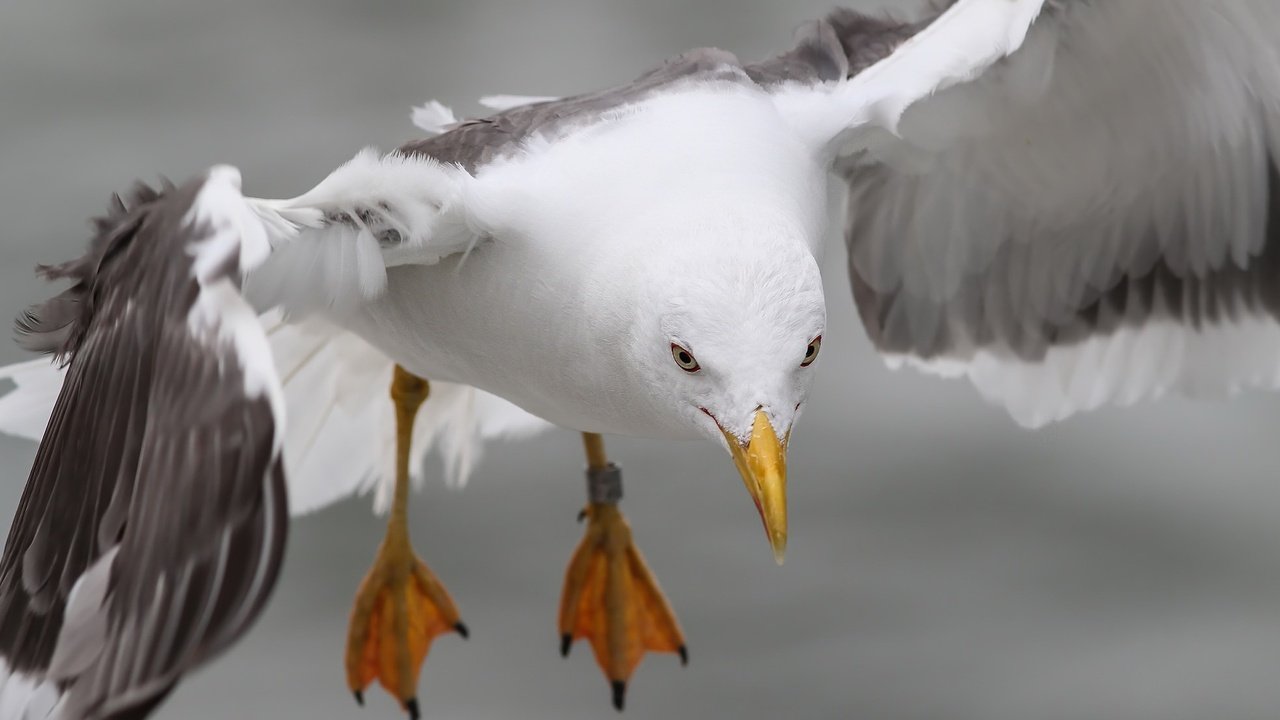 Обои природа, полет, лапы, крылья, чайка, птица, nature, flight, paws, wings, seagull, bird разрешение 2048x1106 Загрузить