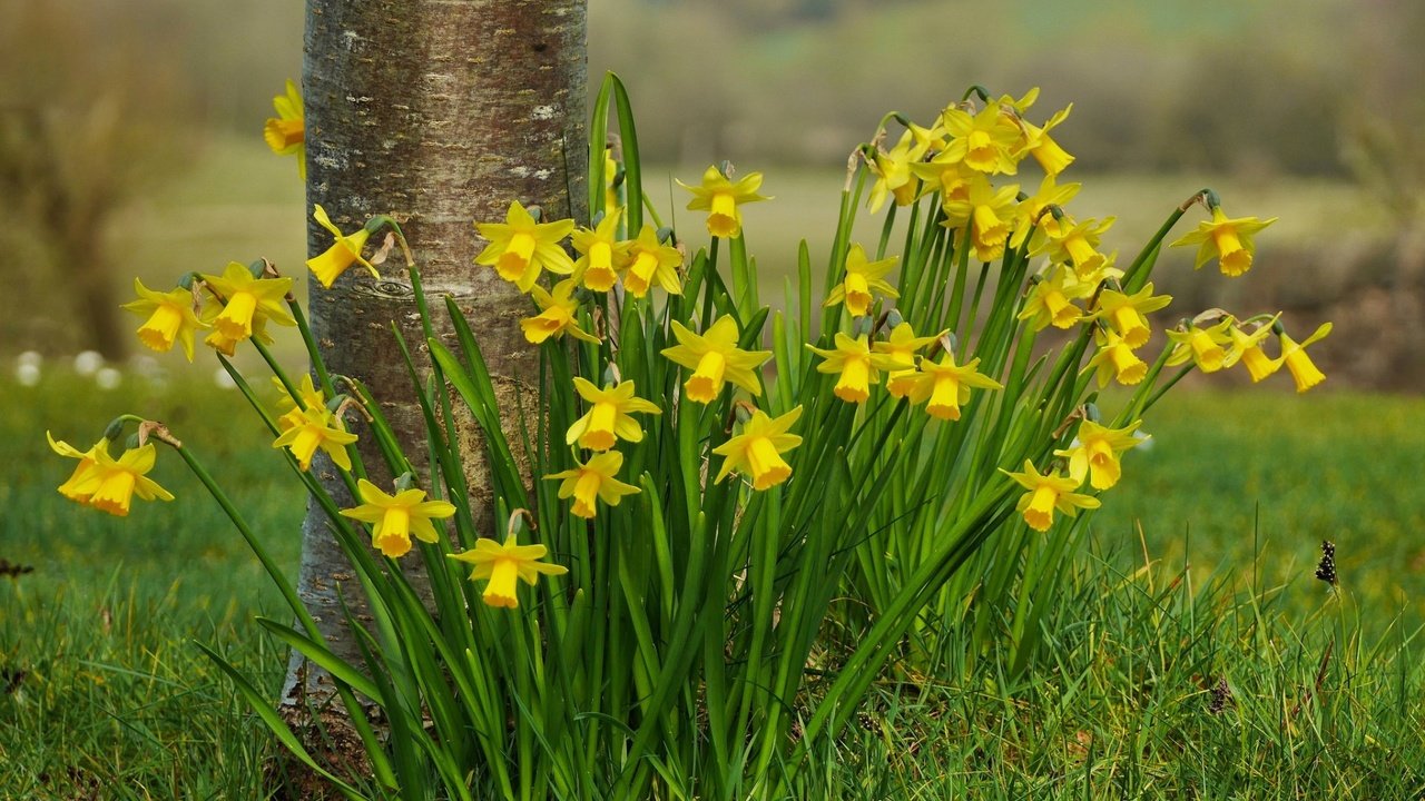 Обои цветы, трава, природа, весна, нарциссы, flowers, grass, nature, spring, daffodils разрешение 1920x1200 Загрузить