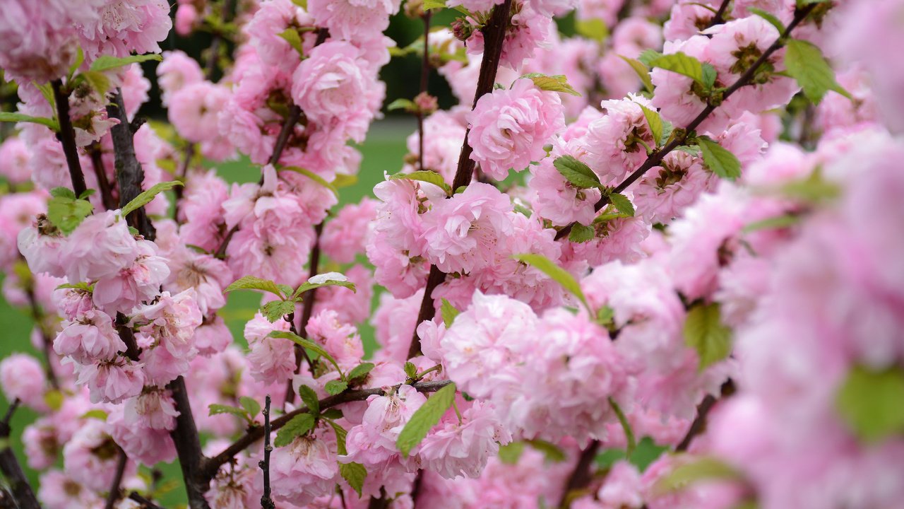 Обои природа, цветение, весна, сакура, nature, flowering, spring, sakura разрешение 2048x1365 Загрузить