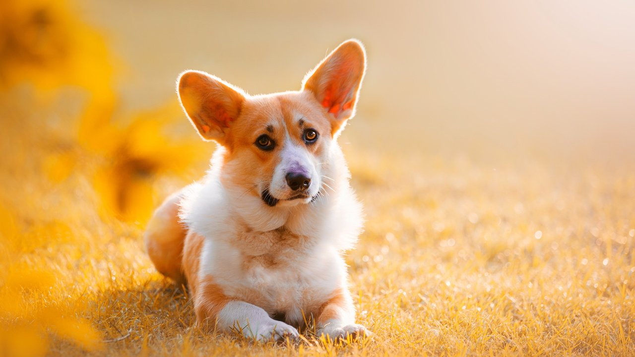 Обои природа, взгляд, собака, друг, уши, вельш-корги, корги, nature, look, dog, each, ears, welsh corgi, corgi разрешение 2749x1748 Загрузить