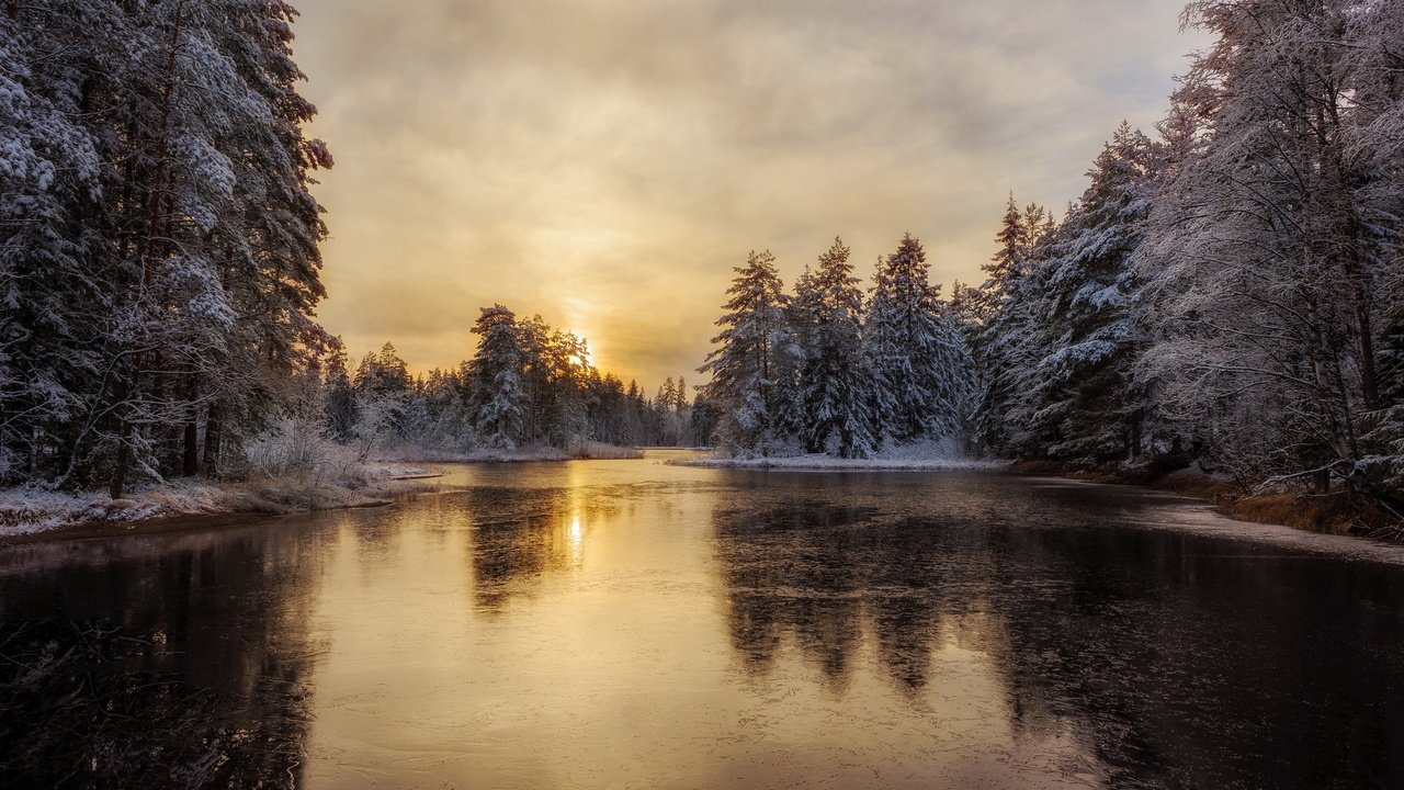 Обои деревья, река, снег, лес, зима, лёд, trees, river, snow, forest, winter, ice разрешение 2560x1707 Загрузить