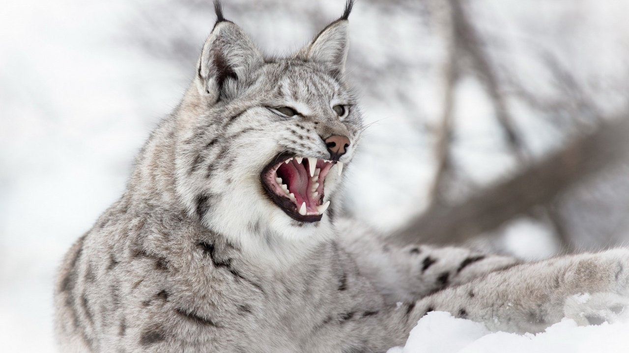 Обои снег, зима, рысь, зубы, уши, пасть, дикая кошка, snow, winter, lynx, teeth, ears, mouth, wild cat разрешение 1920x1200 Загрузить