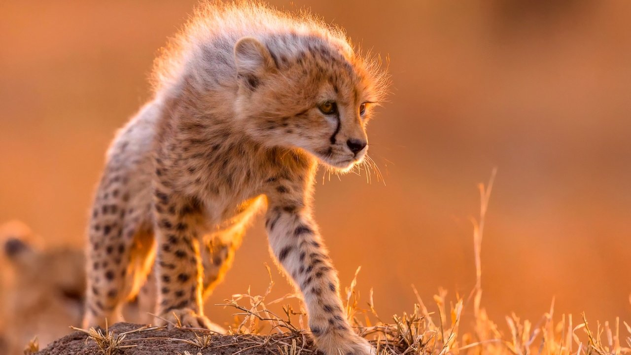 Обои шерсть, маленький, хищник, грива, гепард, wool, small, predator, mane, cheetah разрешение 2048x1365 Загрузить