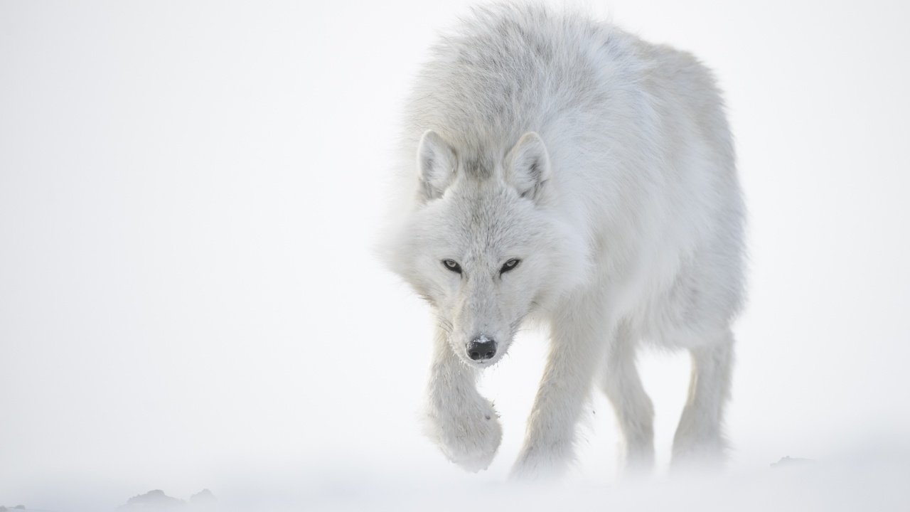 Обои снег, зима, белый, хищник, волк, полярный, snow, winter, white, predator, wolf, polar разрешение 2560x1600 Загрузить