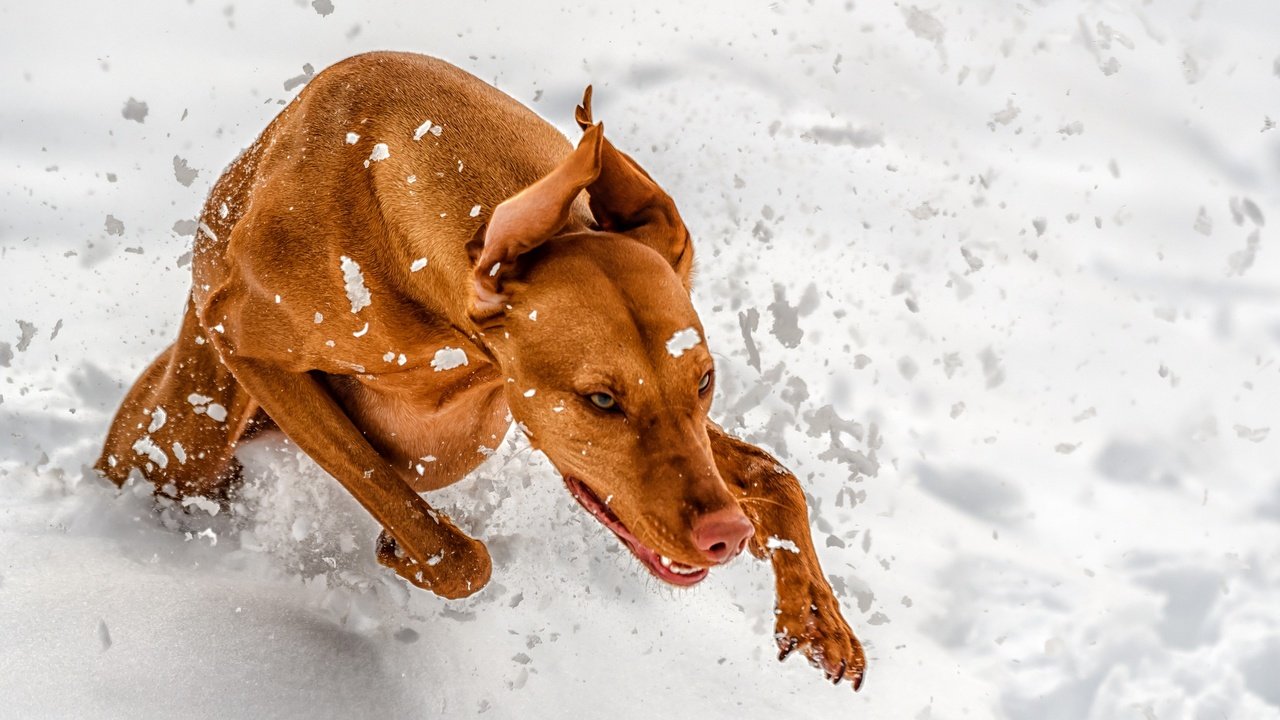 Обои снег, зима, лапы, собака, уши, бег, венгерская выжла, snow, winter, paws, dog, ears, running, vizsla разрешение 2560x1707 Загрузить