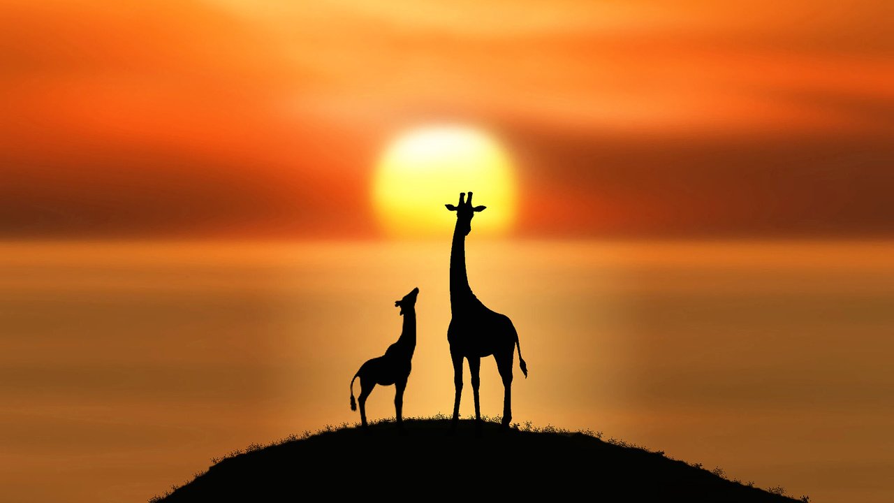 Обои солнце, силуэты, холм, жирафы, the sun, silhouettes, hill, giraffes разрешение 2000x1336 Загрузить