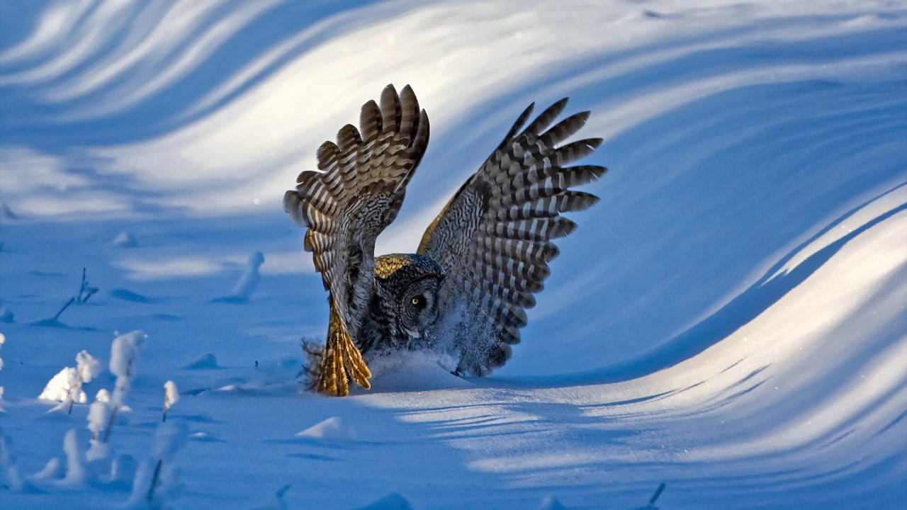 Обои сова, снег, зима, крылья, птица, перья, бородатая неясыть, неясыть, owl, snow, winter, wings, bird, feathers, great grey owl разрешение 2048x1365 Загрузить