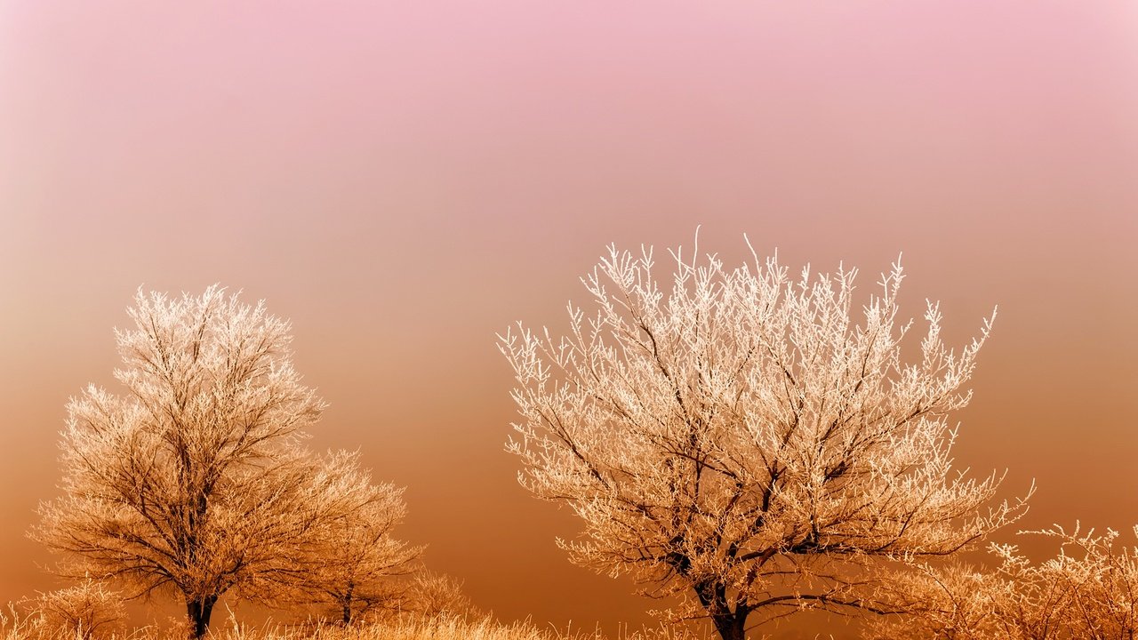 Обои трава, деревья, восход, туман, поле, мороз, иней, grass, trees, sunrise, fog, field, frost разрешение 2201x1467 Загрузить