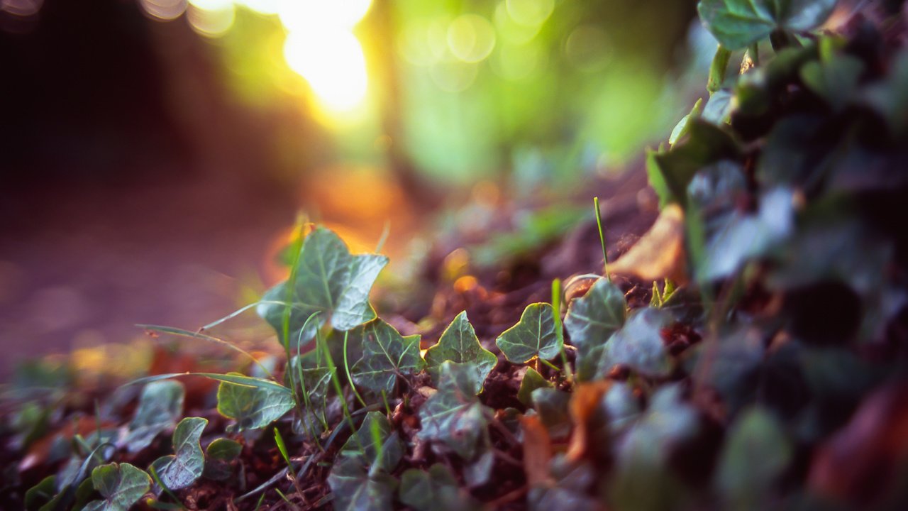 Обои трава, земля, природа, растения, лес, макро, фон, листочки, grass, earth, nature, plants, forest, macro, background, leaves разрешение 2400x1600 Загрузить