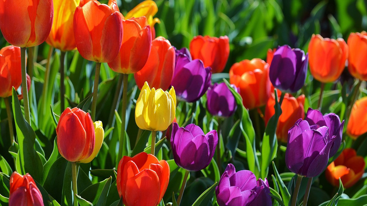 Обои цветы, весна, тюльпаны, flowers, spring, tulips разрешение 2048x1356 Загрузить