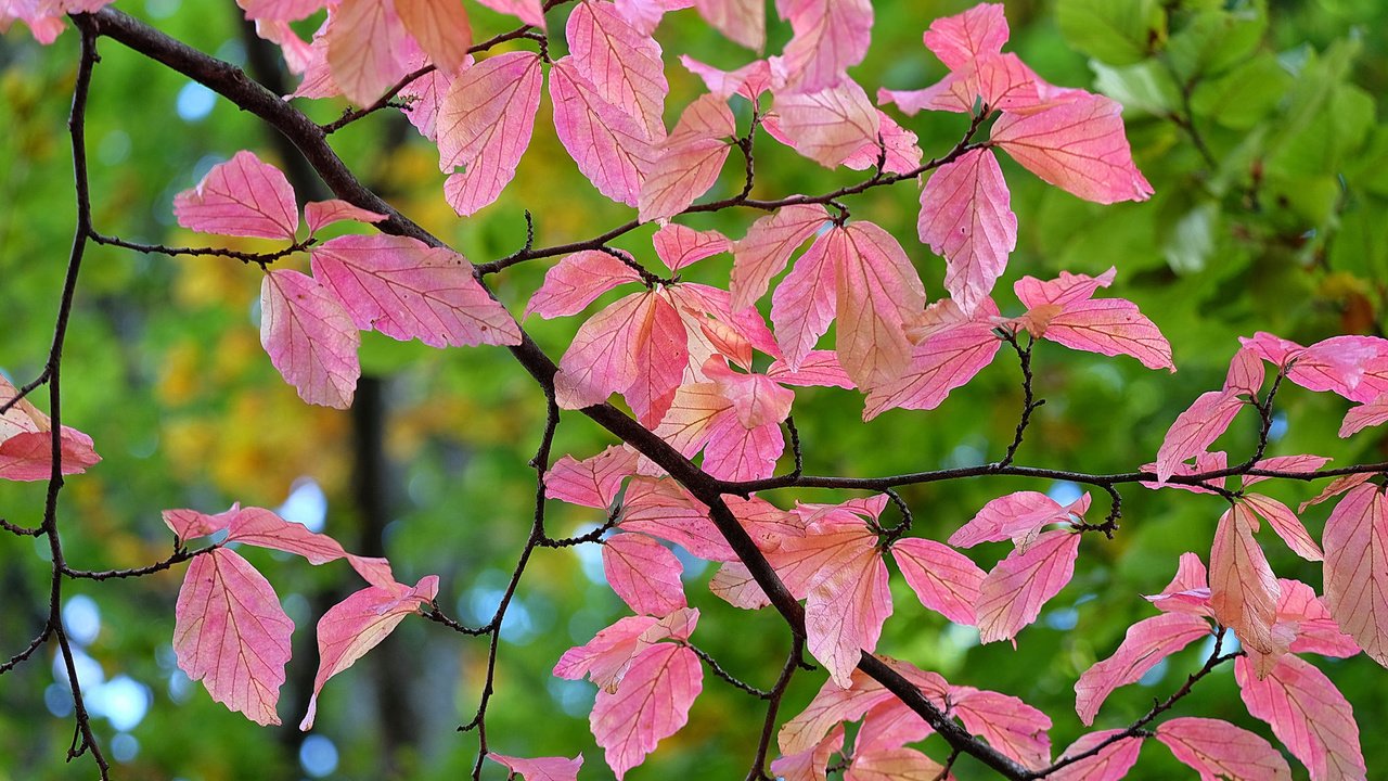 Обои ветка, природа, листья, макро, фон, осень, branch, nature, leaves, macro, background, autumn разрешение 2048x1365 Загрузить