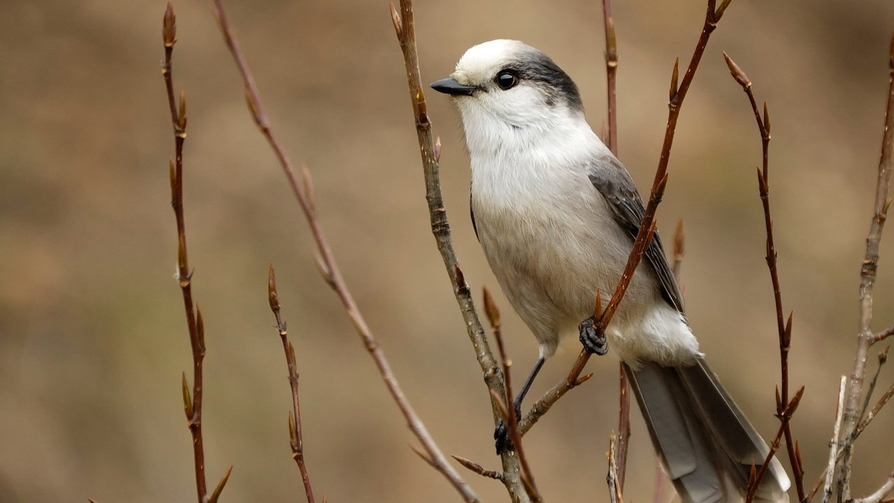 Обои ветка, птица, перья, серая, хвост, сойка, branch, bird, feathers, grey, tail, jay разрешение 1920x1080 Загрузить