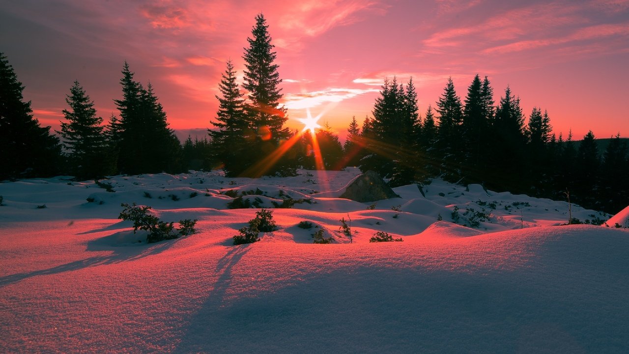Обои деревья, снег, зима, ели, восход солнца, болгария, гора витоша, trees, snow, winter, ate, sunrise, bulgaria, vitosha mountain разрешение 2560x1688 Загрузить
