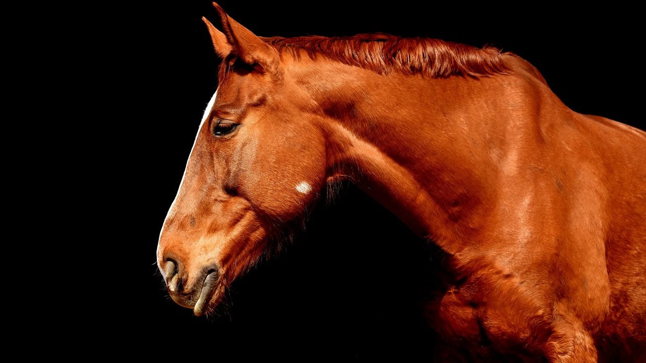 Обои лошадь, профиль, черный фон, конь, коричневый, horse, profile, black background, brown разрешение 1920x1280 Загрузить