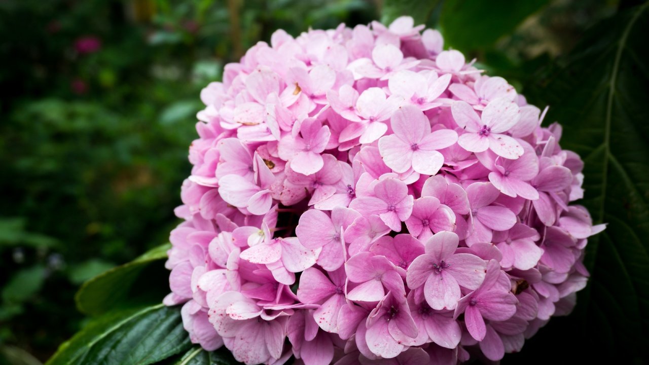 Обои природа, цветок, розовый, гортензия, nature, flower, pink, hydrangea разрешение 6000x4000 Загрузить