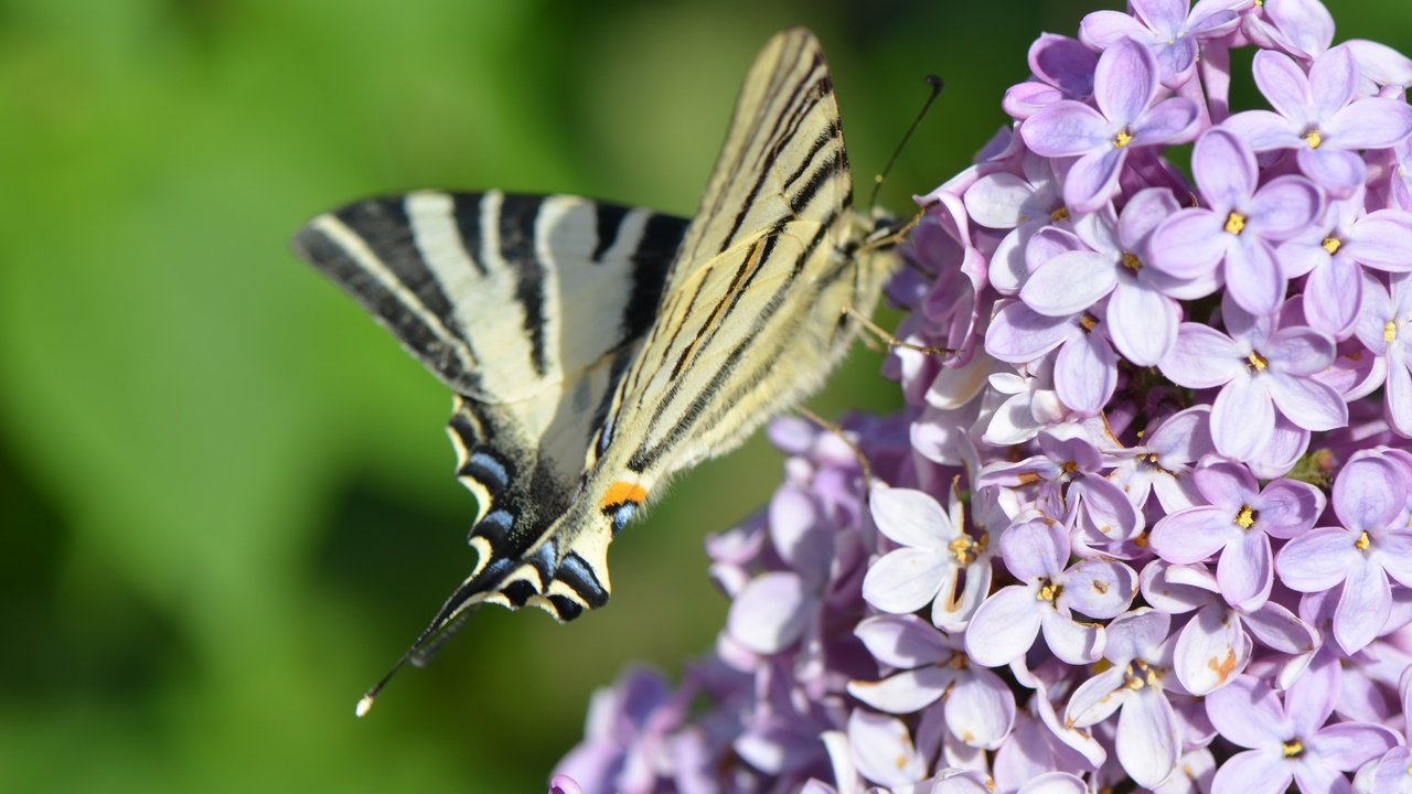 Обои цветение, насекомое, бабочка, весна, сирень, flowering, insect, butterfly, spring, lilac разрешение 4928x3264 Загрузить