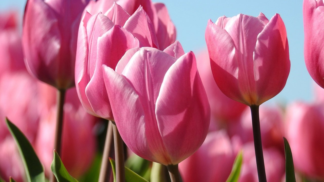 Обои цветы, бутоны, макро, весна, тюльпаны, розовые, flowers, buds, macro, spring, tulips, pink разрешение 2880x2115 Загрузить