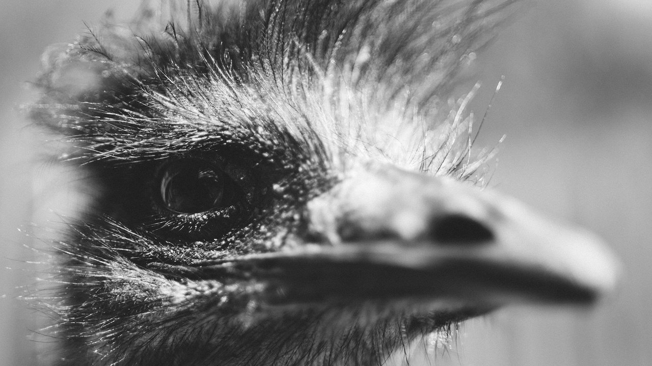 Обои чёрно-белое, птица, клюв, глаз, голова, страус, black and white, bird, beak, eyes, head, ostrich разрешение 2048x1365 Загрузить