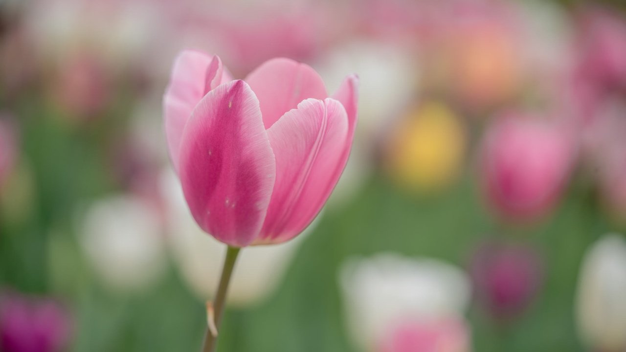 Обои цветок, лепестки, весна, розовый, тюльпан, flower, petals, spring, pink, tulip разрешение 2048x1366 Загрузить