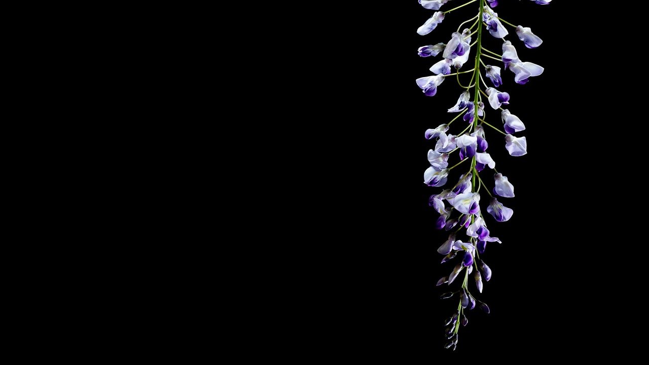 Обои цветок, черный фон, глициния, вистерия, flower, black background, wisteria разрешение 2048x1365 Загрузить