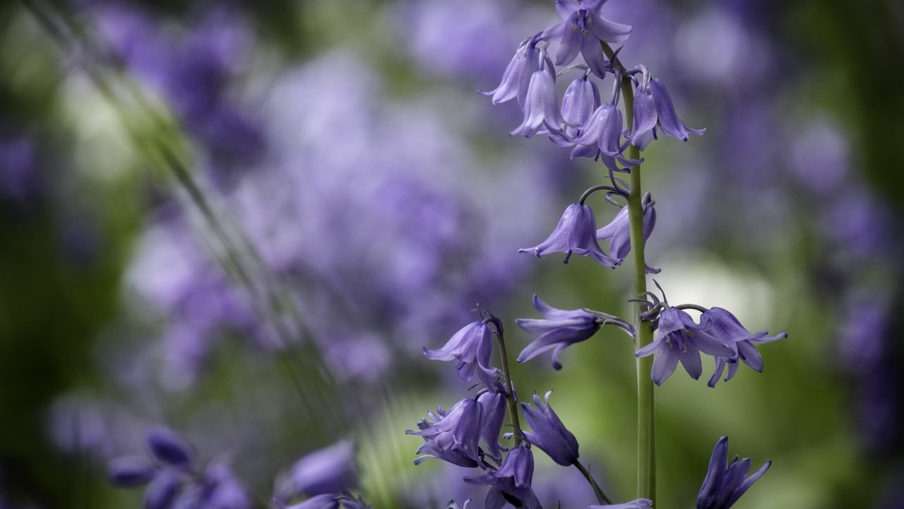 Обои цветы, колокольчики, боке, flowers, bells, bokeh разрешение 2048x1365 Загрузить