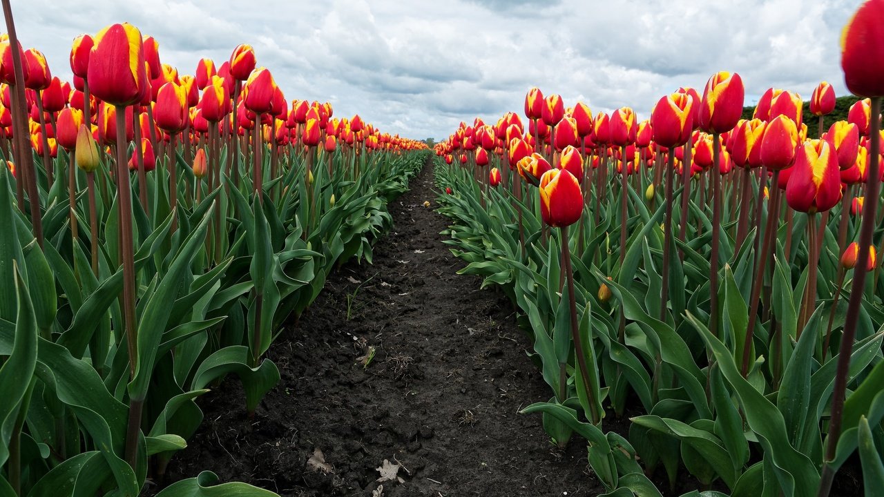 Обои небо, цветы, облака, бутоны, поле, весна, тюльпаны, the sky, flowers, clouds, buds, field, spring, tulips разрешение 2048x1365 Загрузить