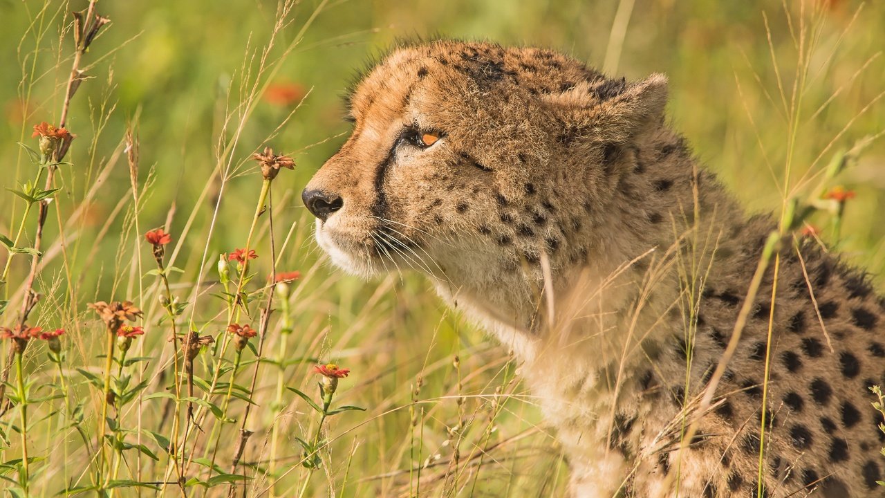 Обои цветы, трава, портрет, профиль, гепард, дикая кошка, flowers, grass, portrait, profile, cheetah, wild cat разрешение 5568x3712 Загрузить