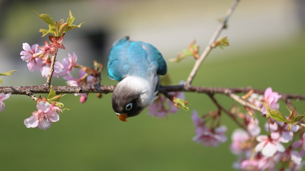 Обои цветы, ветка, цветение, птица, попугай, flowers, branch, flowering, bird, parrot разрешение 2048x1365 Загрузить