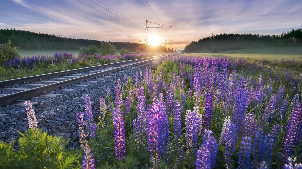 Обои цветы, железная дорога, рельсы, утро, люпины, flowers, railroad, rails, morning, lupins разрешение 1920x1279 Загрузить