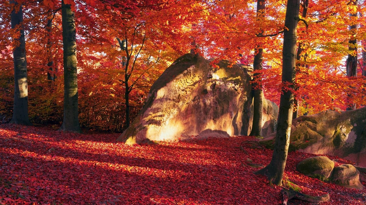 Обои деревья, камни, лес, листья, осень, trees, stones, forest, leaves, autumn разрешение 2560x1600 Загрузить