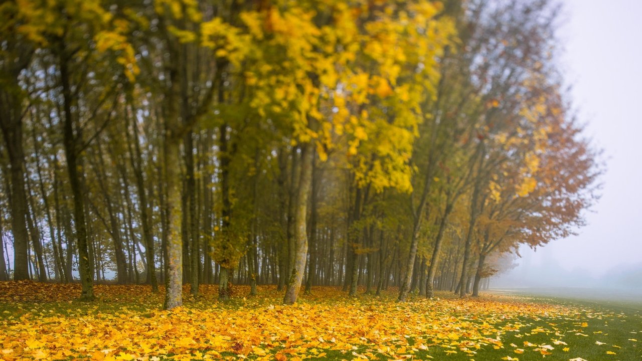 Обои деревья, листья, туман, осень, trees, leaves, fog, autumn разрешение 2048x1363 Загрузить