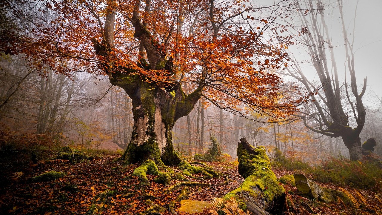 Обои деревья, листва, осень, мох, корни, дымка, trees, foliage, autumn, moss, roots, haze разрешение 2048x1323 Загрузить