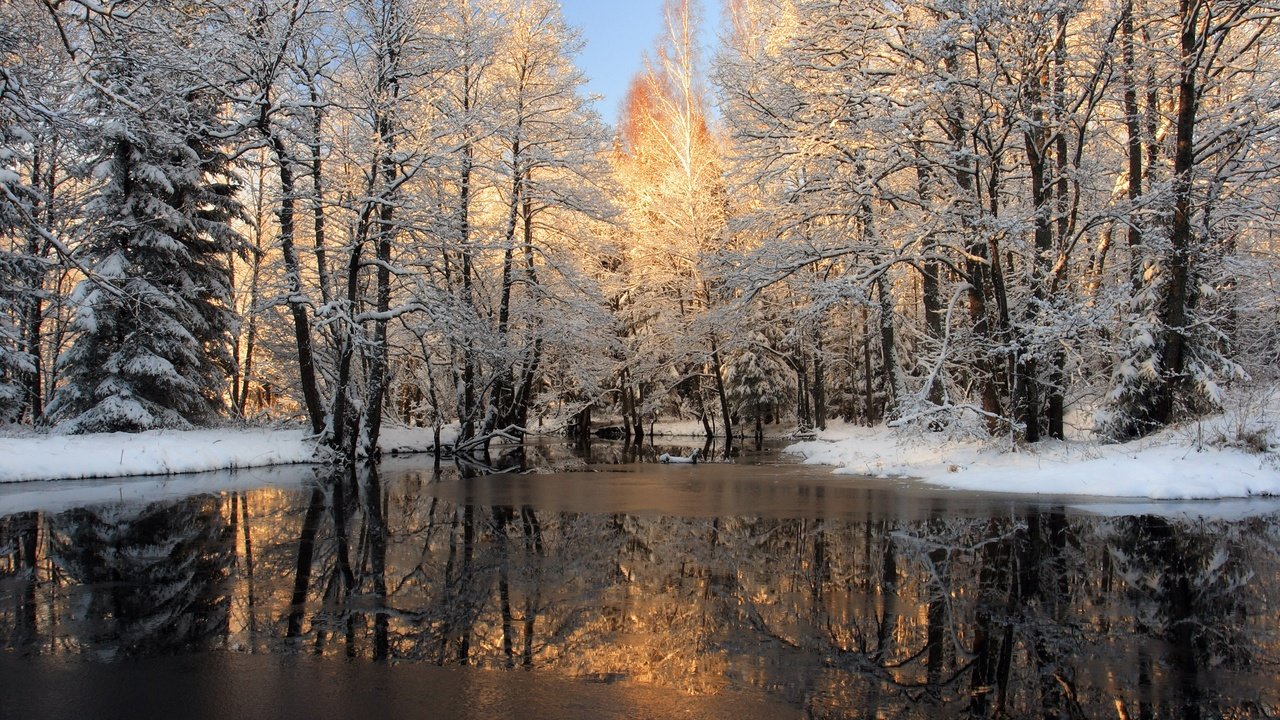 Обои деревья, река, снег, лес, зима, отражение, лёд, trees, river, snow, forest, winter, reflection, ice разрешение 2560x1600 Загрузить