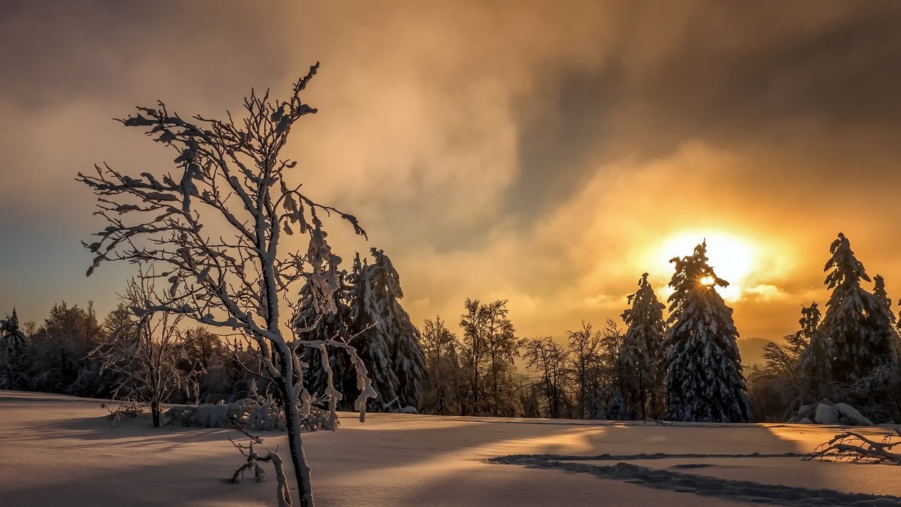 Обои небо, деревья, солнце, снег, лес, закат, зима, следы, the sky, trees, the sun, snow, forest, sunset, winter, traces разрешение 2048x1272 Загрузить