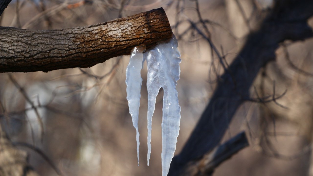 Обои деревья, природа, фон, весна, сосульки, trees, nature, background, spring, icicles разрешение 1920x1280 Загрузить