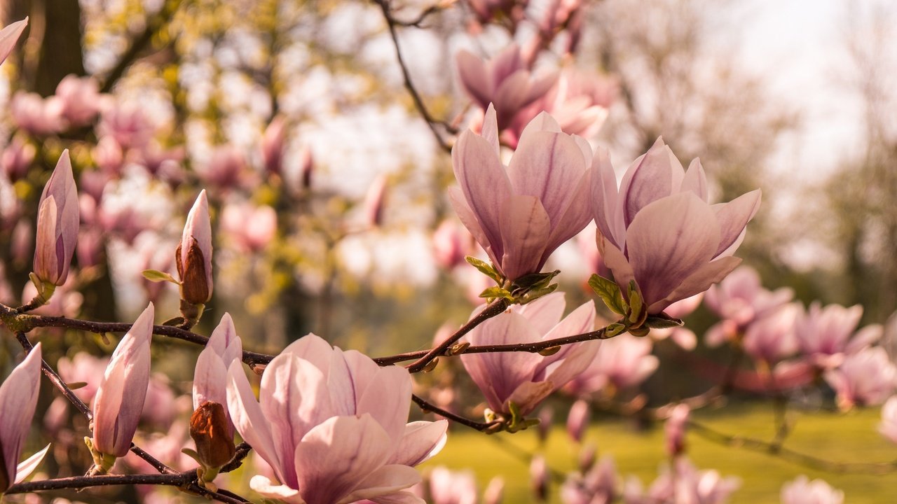 Обои дерево, цветение, весна, магнолия, tree, flowering, spring, magnolia разрешение 2048x1365 Загрузить