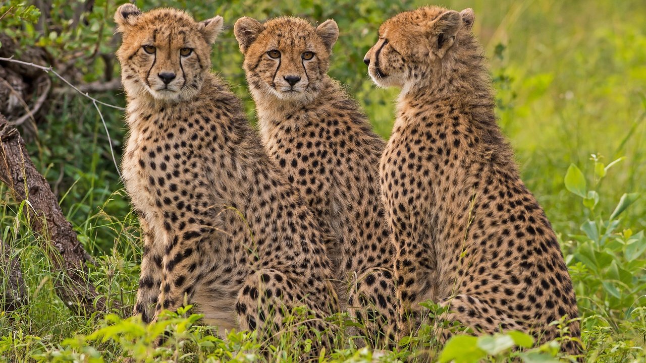 Обои хищник, гепард, дикая кошка, гепарды, predator, cheetah, wild cat, cheetahs разрешение 4256x2832 Загрузить